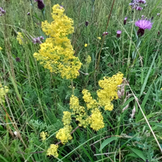 Wildflower Lady's Bedstraw